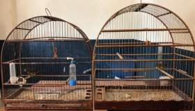 Pássaros presos em gaiolas são apreendidos em residência de Rolim de Moura