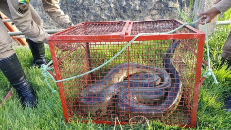 Sucuri de 4 metros é capturada após ser vista nadando no Centro de Ji-Paraná