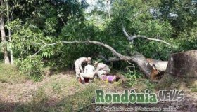 Trabalhador tem pé esmagado por árvore na zona rural de Rolim de Moura