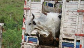 Cerca de 40 cabeças de gado são furtadas em propriedade na zona rural de...