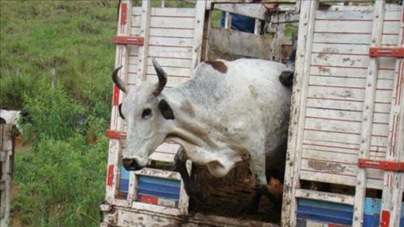 Cerca de 40 cabeças de gado são furtadas em propriedade na zona rural de Colorado