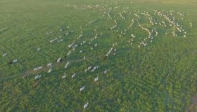 Novilhas, sal mineral e balança de R$10 mil são furtados de fazenda em Cacoal