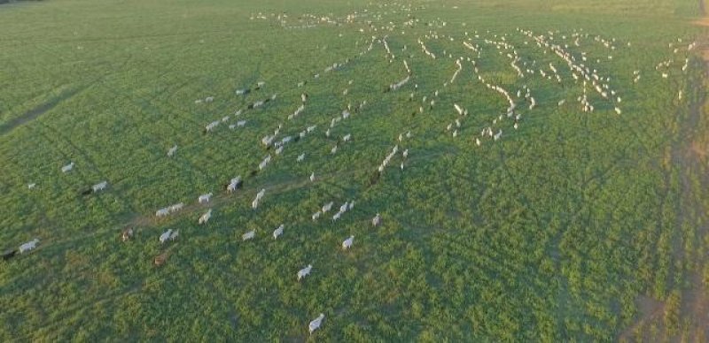 Novilhas, sal mineral e balança de R$10 mil são furtados de fazenda em Cacoal
