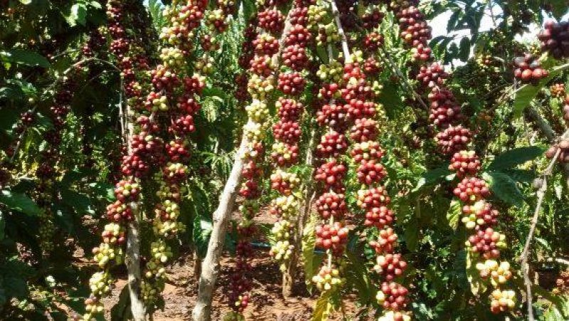 Rondônia mostra na Bolívia experiências tecnológicas bem sucedidas para fortalecimento do setor agropecuário