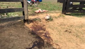 Ladrões de carne voltam a atacar na Zona rural de Cacoal