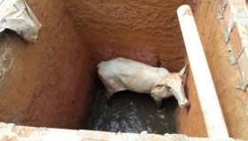 Vaca é resgatada pelo Corpo de Bombeiros após cair dentro de fossa em...