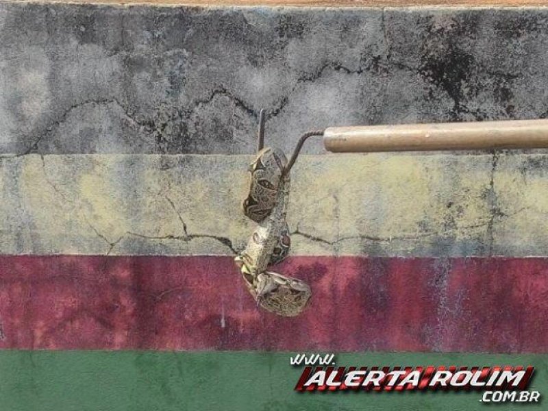 Cobra é encontrada em motor de viatura da CIRETRAN em Rolim de Moura