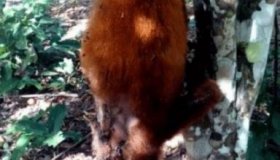Macaco é achado morto em propriedade rural de Ouro Preto do Oeste