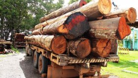 Batalhão Ambiental reforça ações para combater crimes contra o meio...