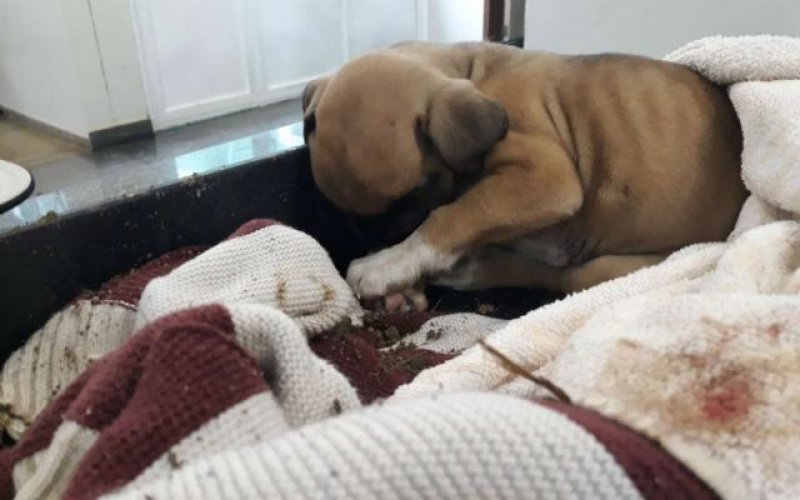 Homens enterram cão vivo, são presos por maus-tratos e soltos em seguida no Distrito Federal