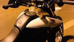 Bombeiro é surpreendido por jiboia escondida em moto enquanto pilotava pela...