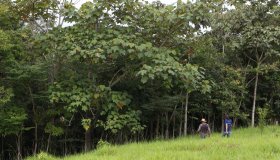 Projeto Viveiro Cidadão realizará o plantio de 1.500 mudas em Rolim de Moura