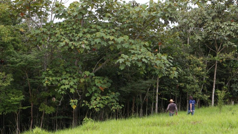 Projeto Viveiro Cidadão realizará o plantio de 1.500 mudas em Rolim de Moura