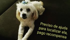 Recompensa por quem encontrar cachorra