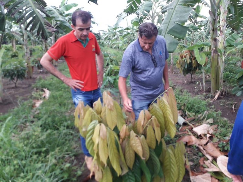 Vereador Francisco Venturini visita produtores de Cacau