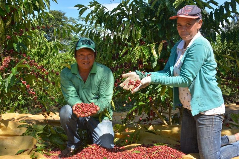 Alta Floresta: Pesquisa ajuda indígenas a produzir café com qualidade