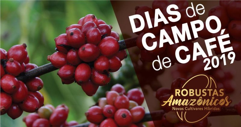 Rolim: Dia de Campo das novas cultivares híbridas do café será quinta-feira