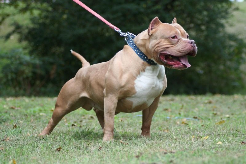 Em Vilhena, pitbull é abatido a tiros pela Polícia Militar após atacar um casal