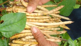 Qual é a real participação da agricultura familiar na produção de...