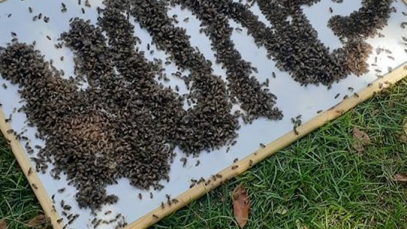 Foto 2 da matéria: Canal de apicultor rolimourense bate os 300 mil inscritos no YouTube