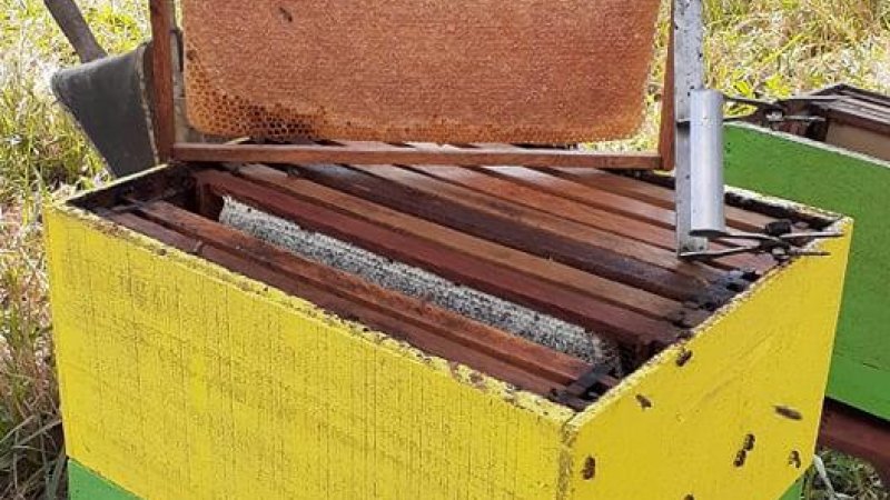 Foto 11 da matéria: Canal de apicultor rolimourense bate os 300 mil inscritos no YouTube