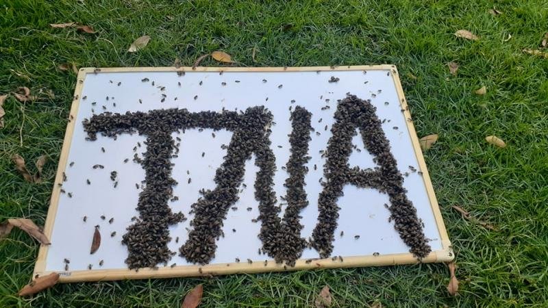 Foto 3 da matéria: Canal de apicultor rolimourense bate os 300 mil inscritos no YouTube