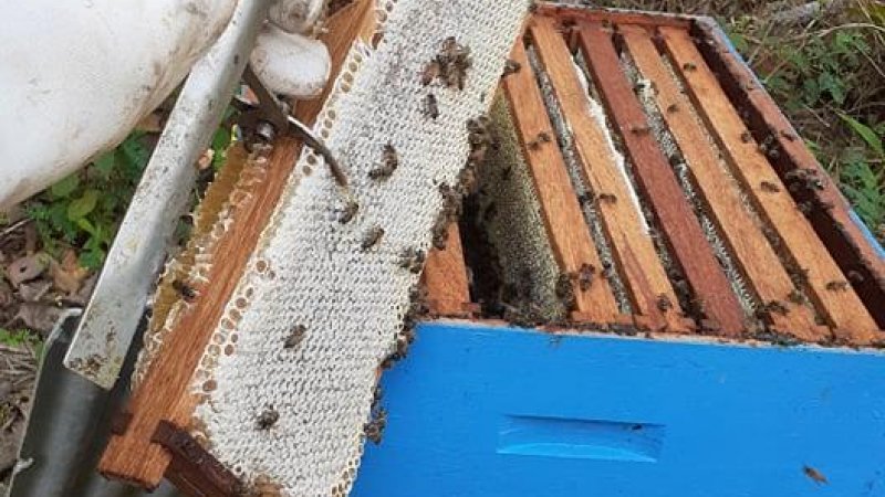Foto 12 da matéria: Canal de apicultor rolimourense bate os 300 mil inscritos no YouTube