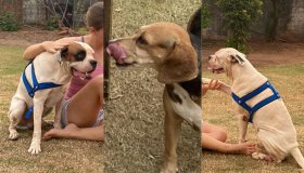 Procura-se por dois cachorros que desapareceram de residência, no Centro de...