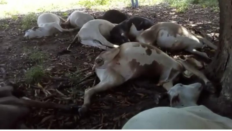Raio mata 10 cabeças de gado na linha 168 em Rolim de Moura