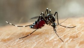 10 municípios de RO estão em surto de dengue, revela relatório da Agevisa