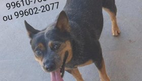 Utilidade Pública: Cadela da raça Blue Heeler desaparecida em Rolim de Moura