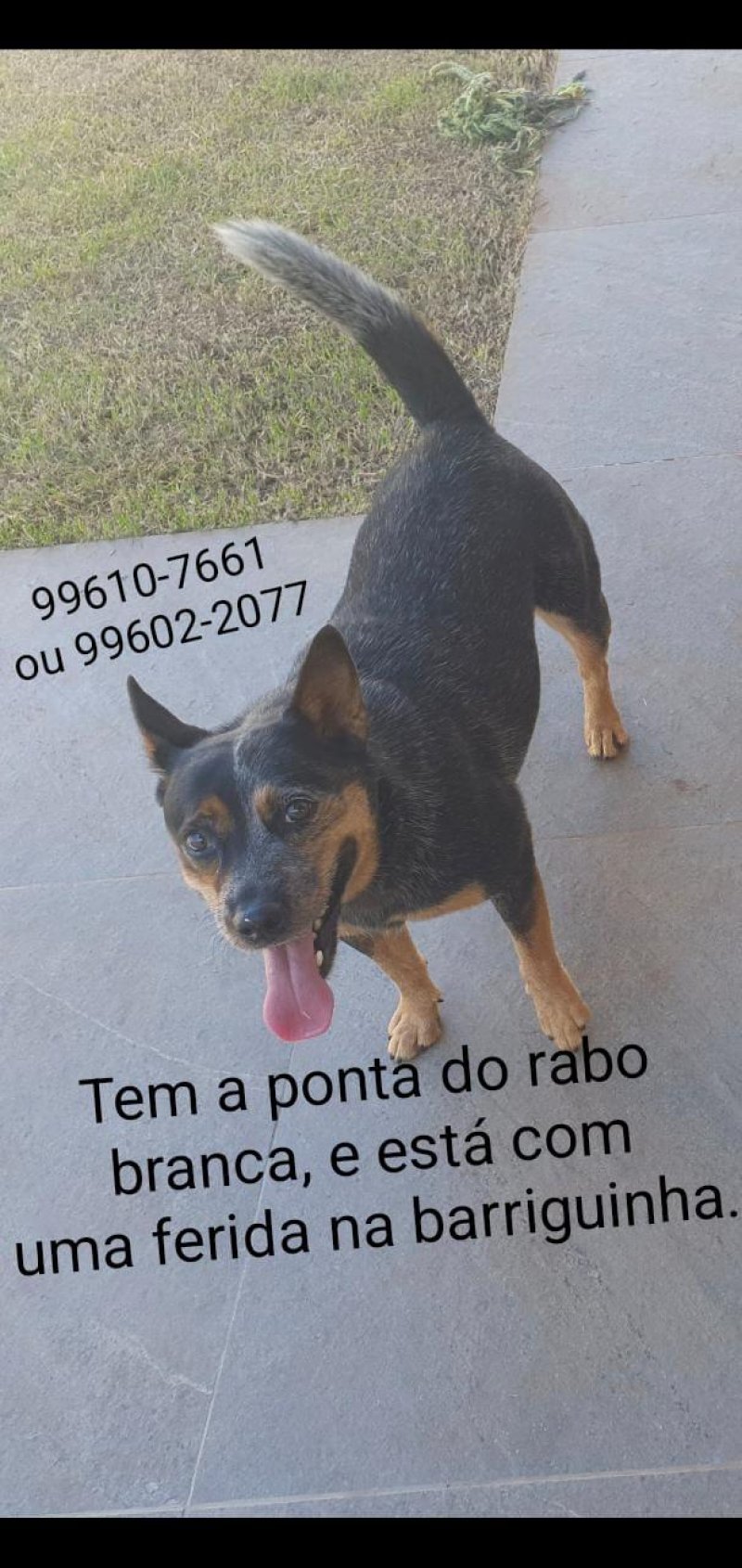 Utilidade Pública: Cadela da raça Blue Heeler desaparecida em Rolim de Moura