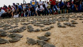 Mais de 12 milhões de filhotes de tartarugas da Amazônia foram soltos no rio...