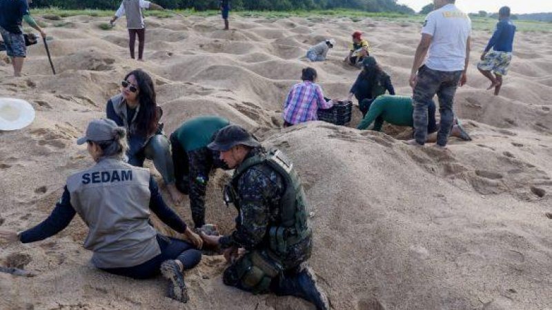 Foto 1 da matéria: Mais de 12 milhões de filhotes de tartarugas da Amazônia foram soltos no rio Guaporé em Rondônia