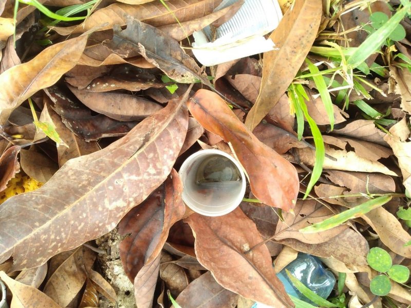 No período da chuvas, cuidados evitam a proliferação do mosquito da dengue, SEMUSA reforça o chamado para o combate em Rolim de Moura
