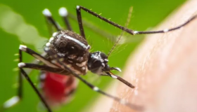 Rondônia registra aumento de 623% nos casos de dengue em 2022