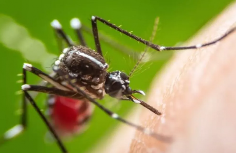 dengue — Foto: SHUTTERSTOCK/KHLUNGCENTER