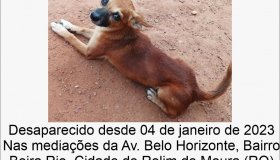 Utilidade Pública: Cachorro desaparecido no bairro Beira Rio em Rolim de Moura