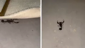 Escorpião preto