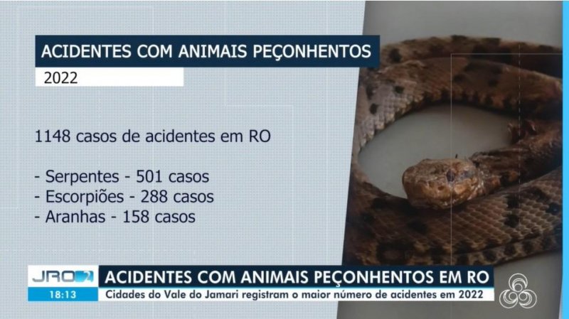 Mais de 1,1 mil acidentes com animais peçonhentos são registrados em Rondônia em 2022; veja como evitar