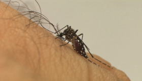 Mortes por dengue disparam e crescem 650% em Rondônia durante um ano