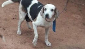Família procura pela cachorra cigarra em Rolim