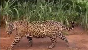 Viraliza nas redes sociais vídeo gravado por agricultor mostrando onça...