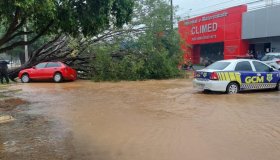 Árvore cai em cima de carro durante temporal em Ariquemes, RO