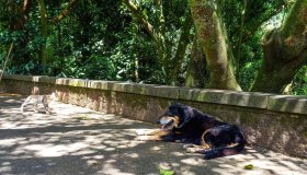 Cães e gatos também são considerados espécies invasoras no Brasil