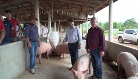 Matrizes suínas ajudam a fortalecer agricultura familiar