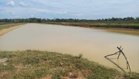 Atividade de irrigação de lavouras de café clonal em Alta Floresta D’Oeste...