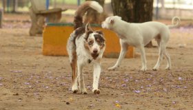 Governo suspende oito lotes de vacina animal contra Leishmaniose