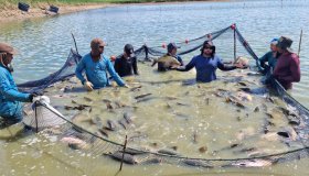 Peixes produzidos em ambientes controlados têm manejo profissional, controle...
