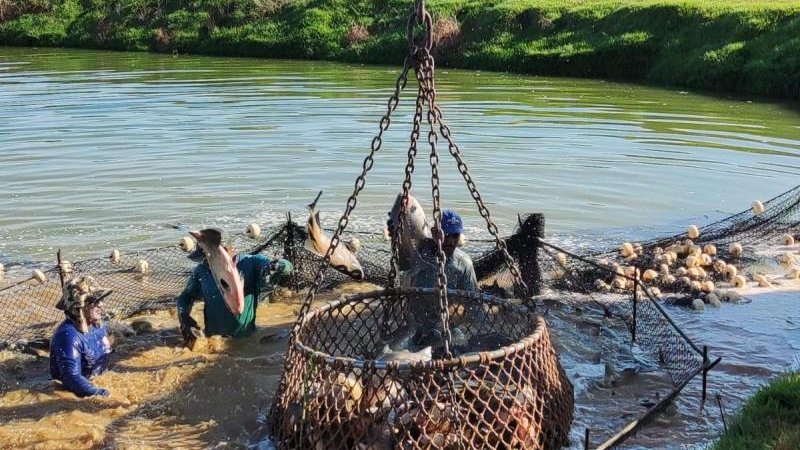 Foto 1 da matéria: Peixes produzidos em ambientes controlados têm manejo profissional, controle rigoroso da qualidade da água e alimentação saudável